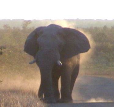 Dieser Elefant hat die alte Website zertreten.